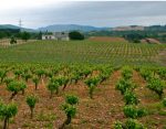 VIÑEDO-LA-GINETA